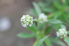 Spermacoce verticillata